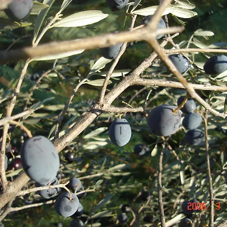 Hellas Palace Balcony