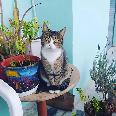 Hellas Palace Balcony 斯巴达