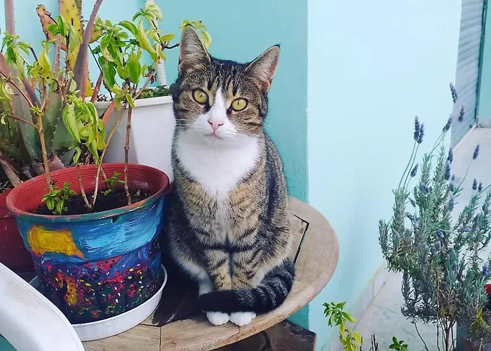 Hellas Palace Balcony Sparta